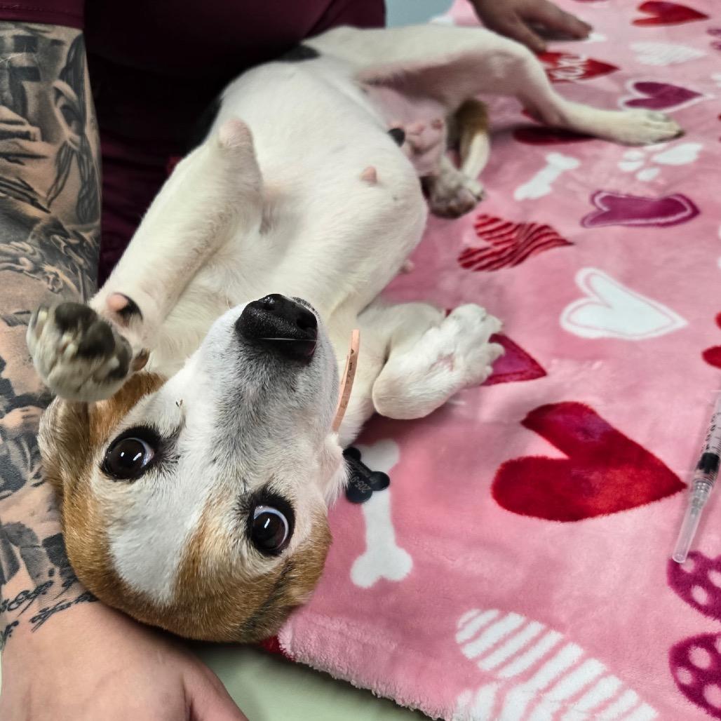 Enlarge Phoebe, a Adoptable Beagle in Daphne, AL image 3/4