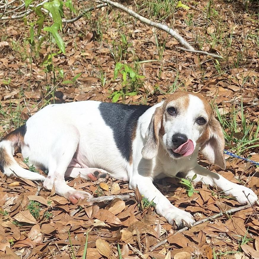 Enlarge Phoebe, a Adoptable Beagle in Daphne, AL image 2/4