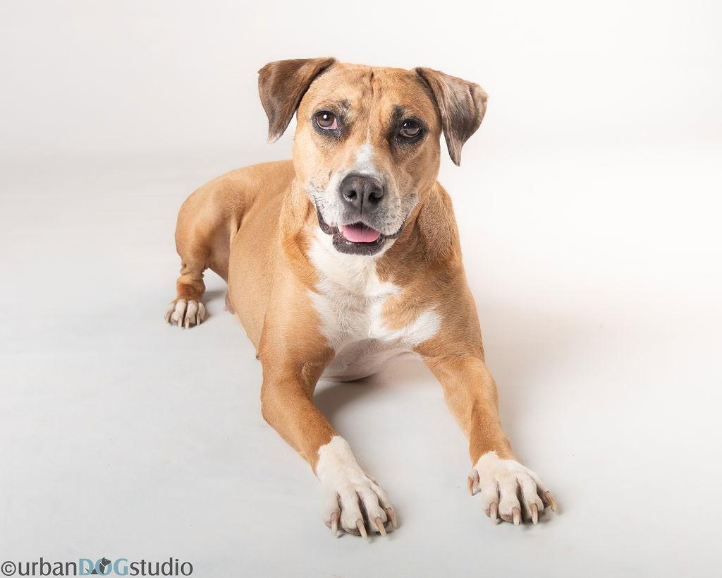 Peaches - F, Adoptable, Young Female Catahoula Leopard Dog.