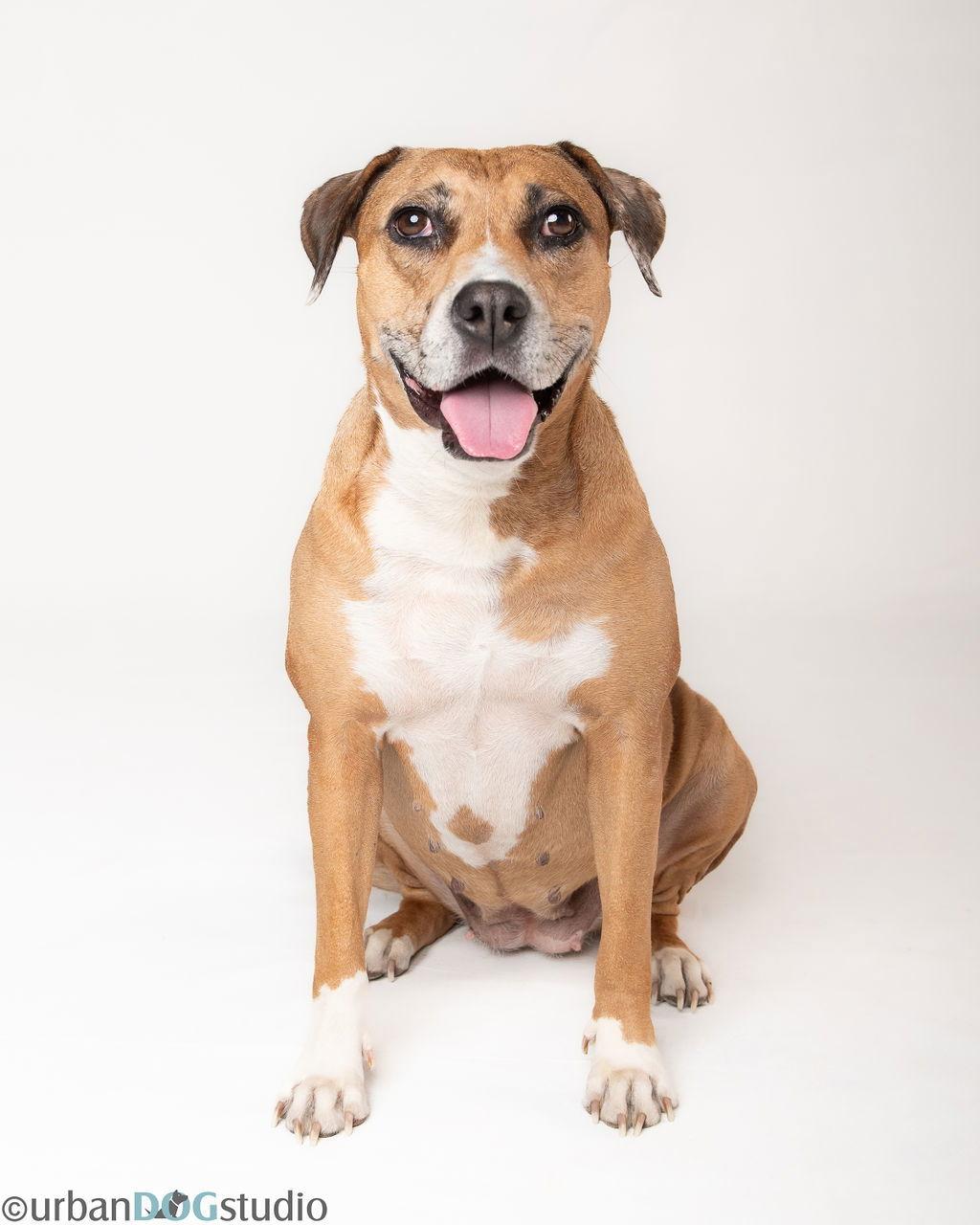 Peaches - F, a Adoptable Catahoula Leopard Dog in Tampa, FL image 2/3