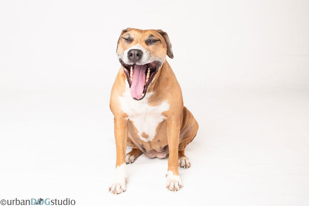 Peaches - F, a Adoptable Catahoula Leopard Dog in Tampa, FL image 3/3