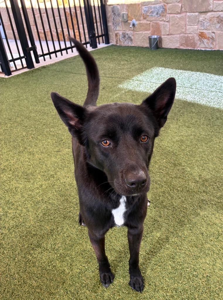Enlarge Molly, a Adoptable German Shepherd Dog in Seguin, TX image 1/3