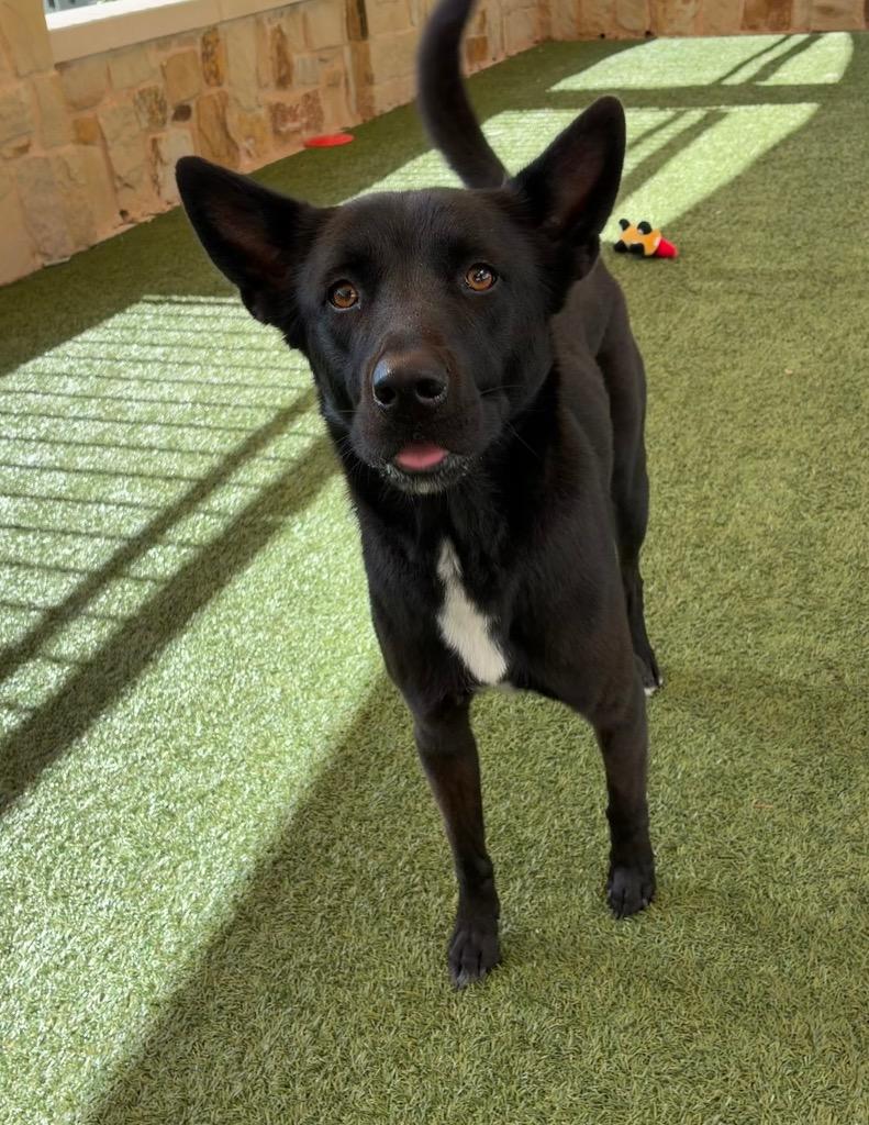 Enlarge Molly, a Adoptable German Shepherd Dog in Seguin, TX image 2/3