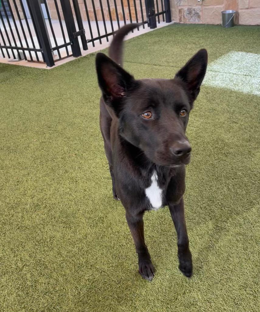 Enlarge Molly, a Adoptable German Shepherd Dog in Seguin, TX image 3/3