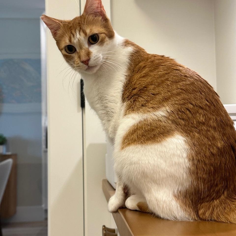 Sweet Pea, ADOPTABLE, Adult Female Domestic Short Hair.