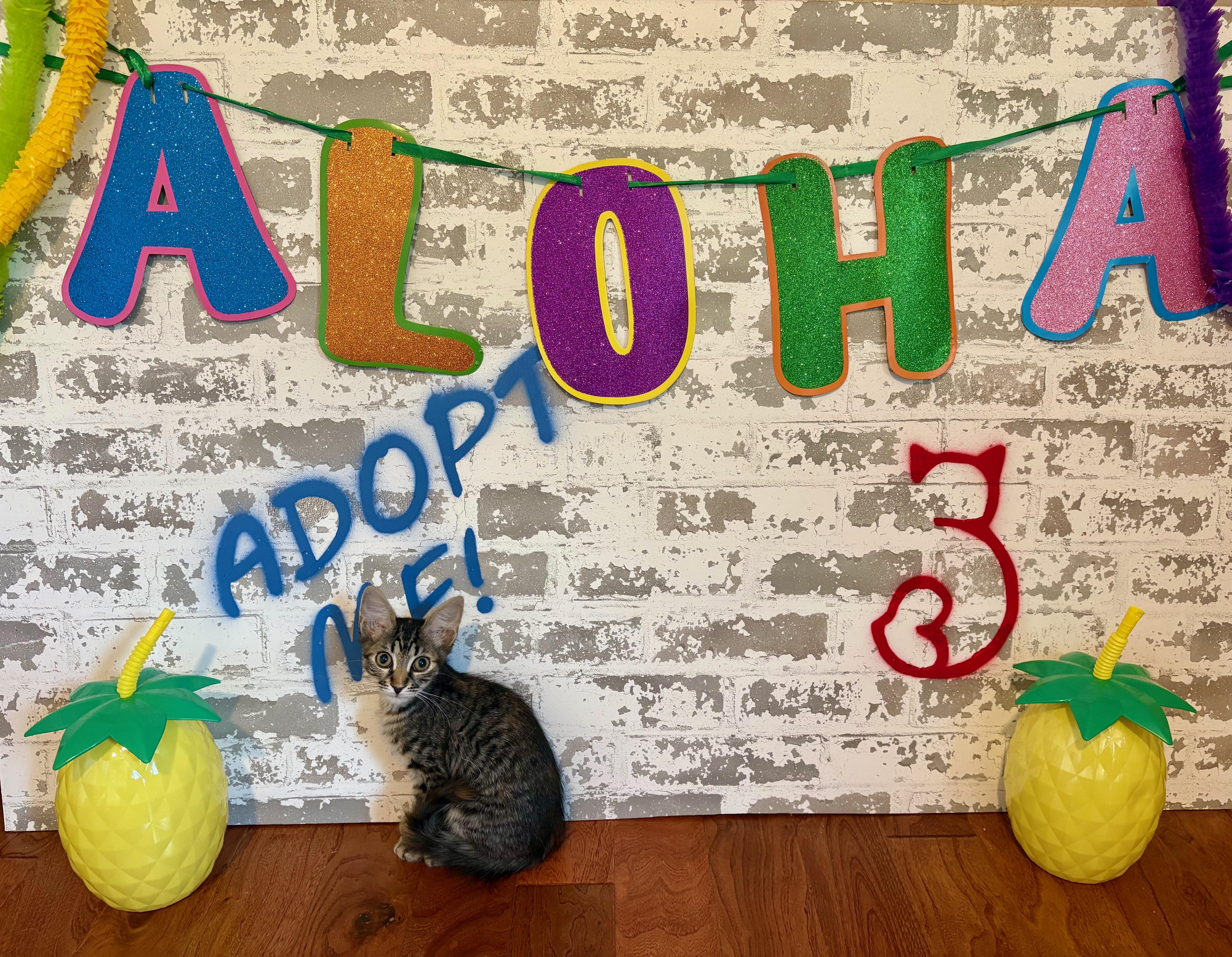Enlarge Rocket, a ADOPTABLE Domestic Short Hair in queen creek, AZ image 1/1