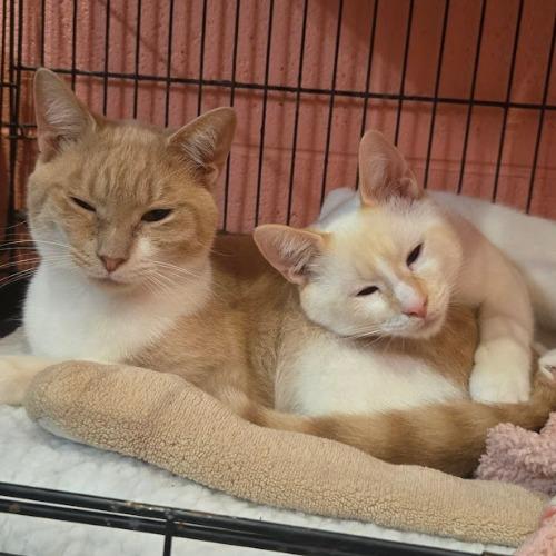 Edwin, adopted, Young Male Domestic Short Hair.