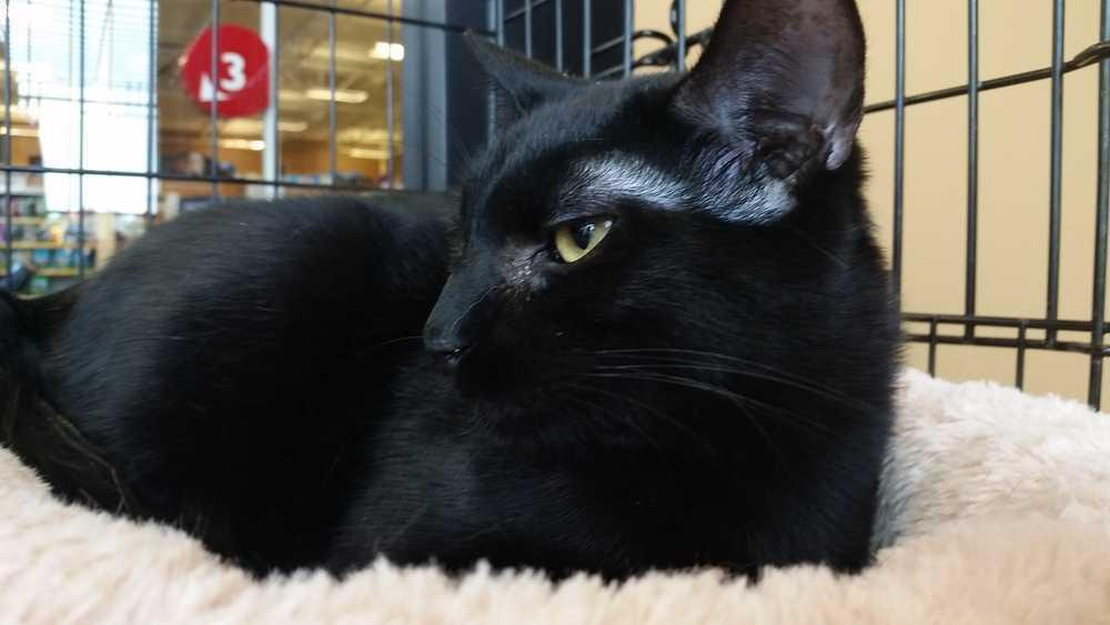 Enlarge Luke, a Adoptable Domestic Short Hair in Campobello, SC image 1/2