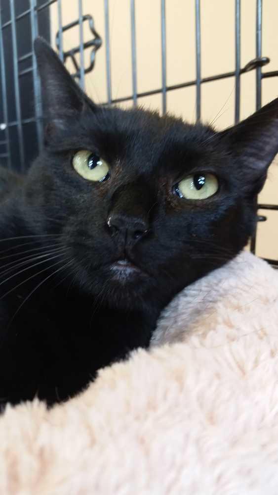 Enlarge Luke, a Adoptable Domestic Short Hair in Campobello, SC image 2/2