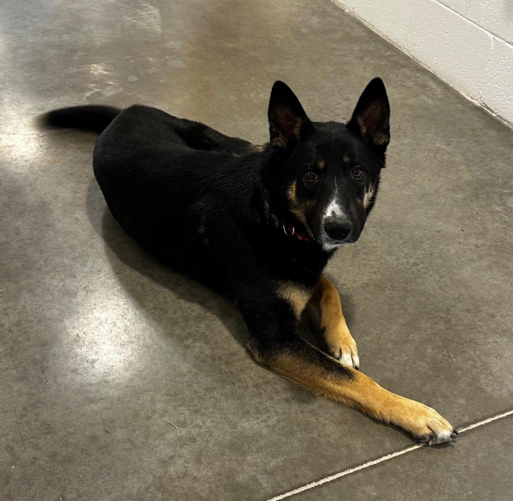 Enlarge Jack, a Adoptable German Shepherd Dog in Newcastle, OK image 1/2