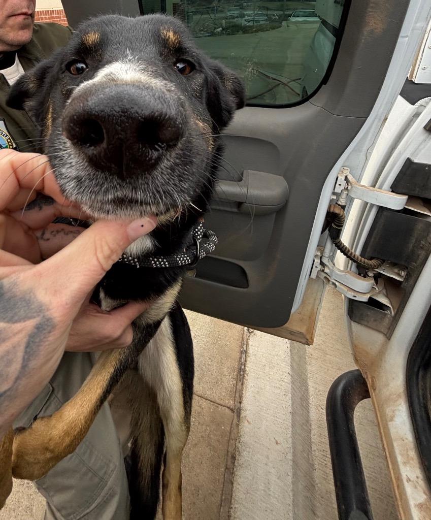 Enlarge Jack, a Adoptable German Shepherd Dog in Newcastle, OK image 2/2