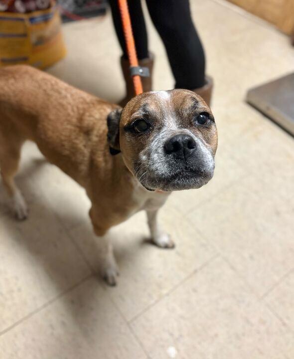 Enlarge Rozalin Focker, a Adoptable mixed breed in Chillicothe, OH image 1/1