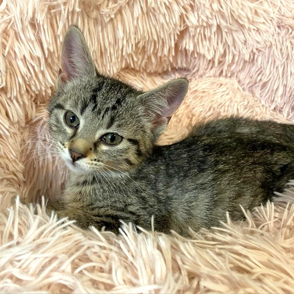 Liana, Adoptable, Young Female Domestic Short Hair.