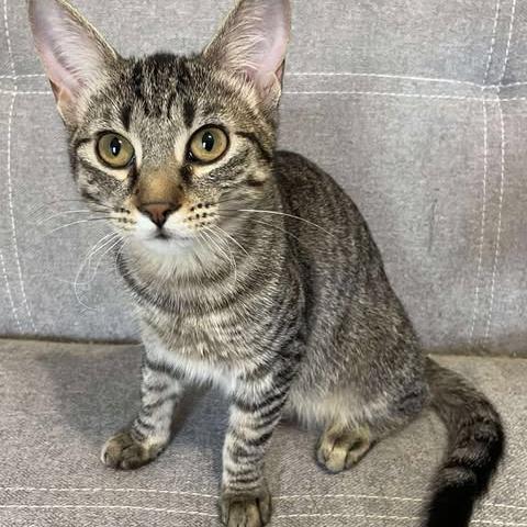 Liana, Adoptable, Young Female Domestic Short Hair.