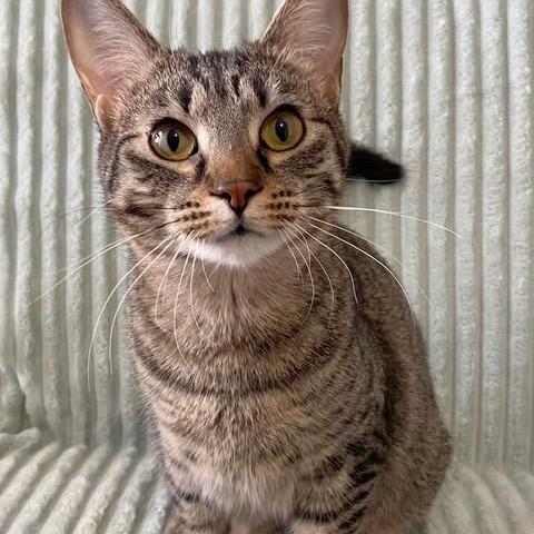 Enlarge Liana, a Adoptable Domestic Short Hair in FAIRWAY, KS image 3/6