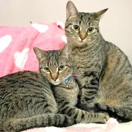 Enlarge Liana, a Adoptable Domestic Short Hair in FAIRWAY, KS image 4/6