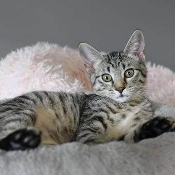 Enlarge Liana, a Adoptable Domestic Short Hair in FAIRWAY, KS image 2/4