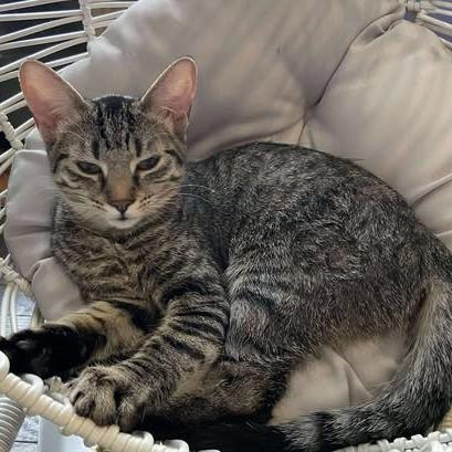 Enlarge Liana, a Adoptable Domestic Short Hair in FAIRWAY, KS image 3/4