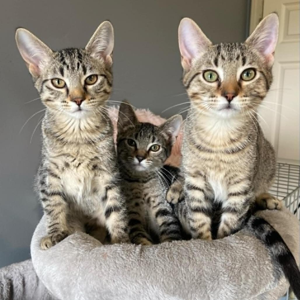 Enlarge Liana, a Adoptable Domestic Short Hair in FAIRWAY, KS image 4/4