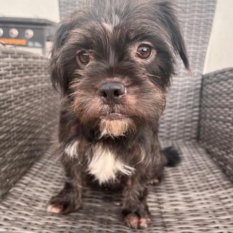 Enlarge Poppy, an adopted mixed breed in Lodi, CA image 2/3