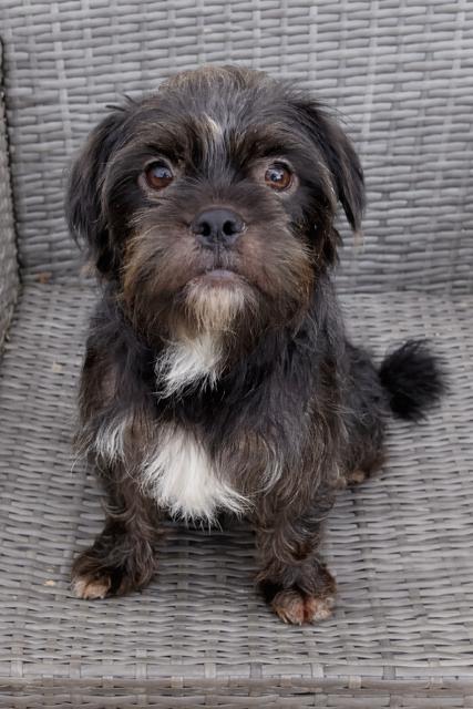 Poppy, adopted, Young Female Shih Tzu.
