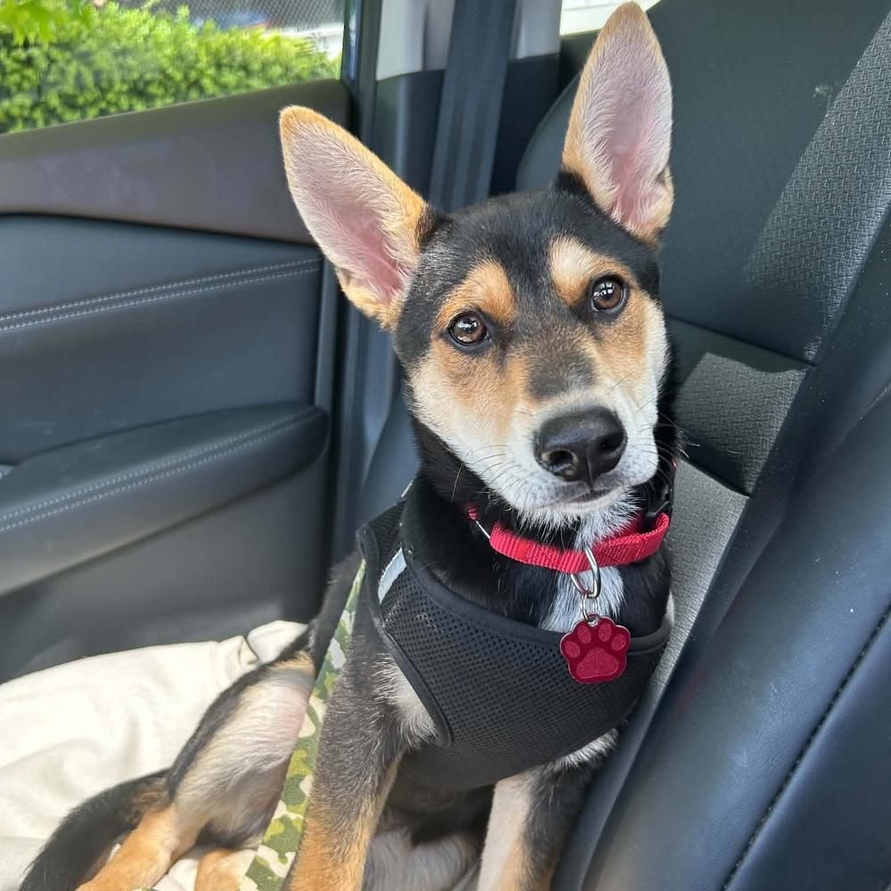 Dr. Langdon, Adoptable, Puppy Male Mixed Breed.