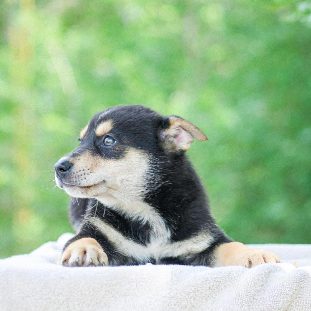 Dr. Langdon, Adoptable, Puppy Male Mixed Breed.