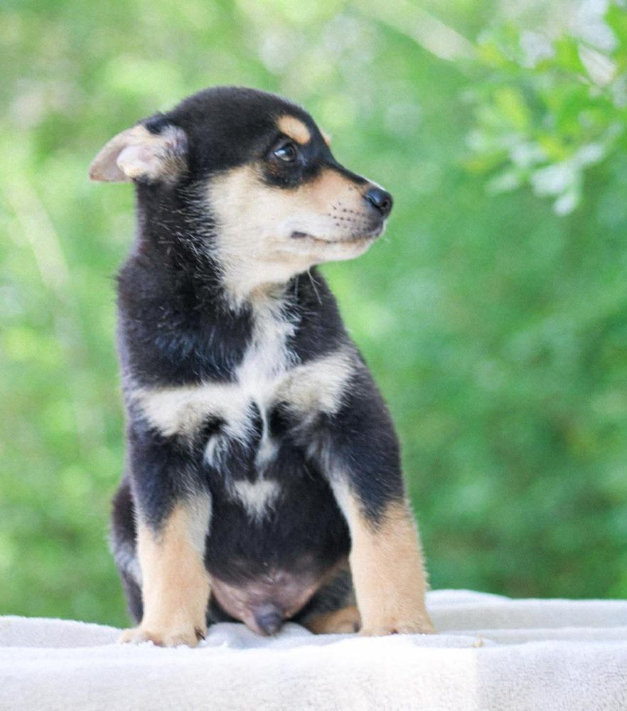 Enlarge Dr. Langdon, a Adoptable mixed breed in Groveland, MA image 2/6