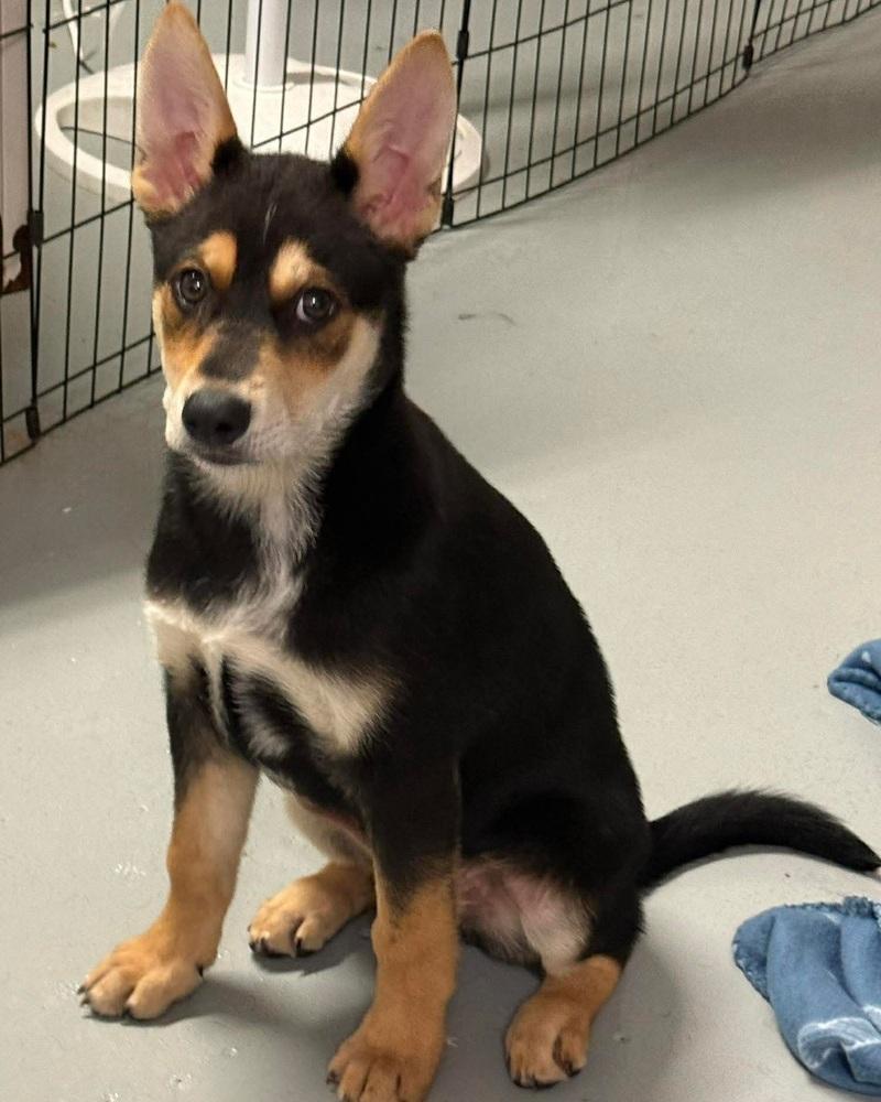 Enlarge Dr. Langdon, a Adoptable mixed breed in Groveland, MA image 3/6