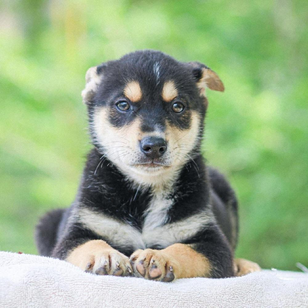 Enlarge Dr. Langdon, a Adoptable mixed breed in Groveland, MA image 5/6