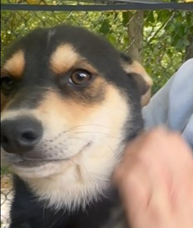Enlarge Dr. Langdon, a Adoptable mixed breed in Groveland, MA image 6/6