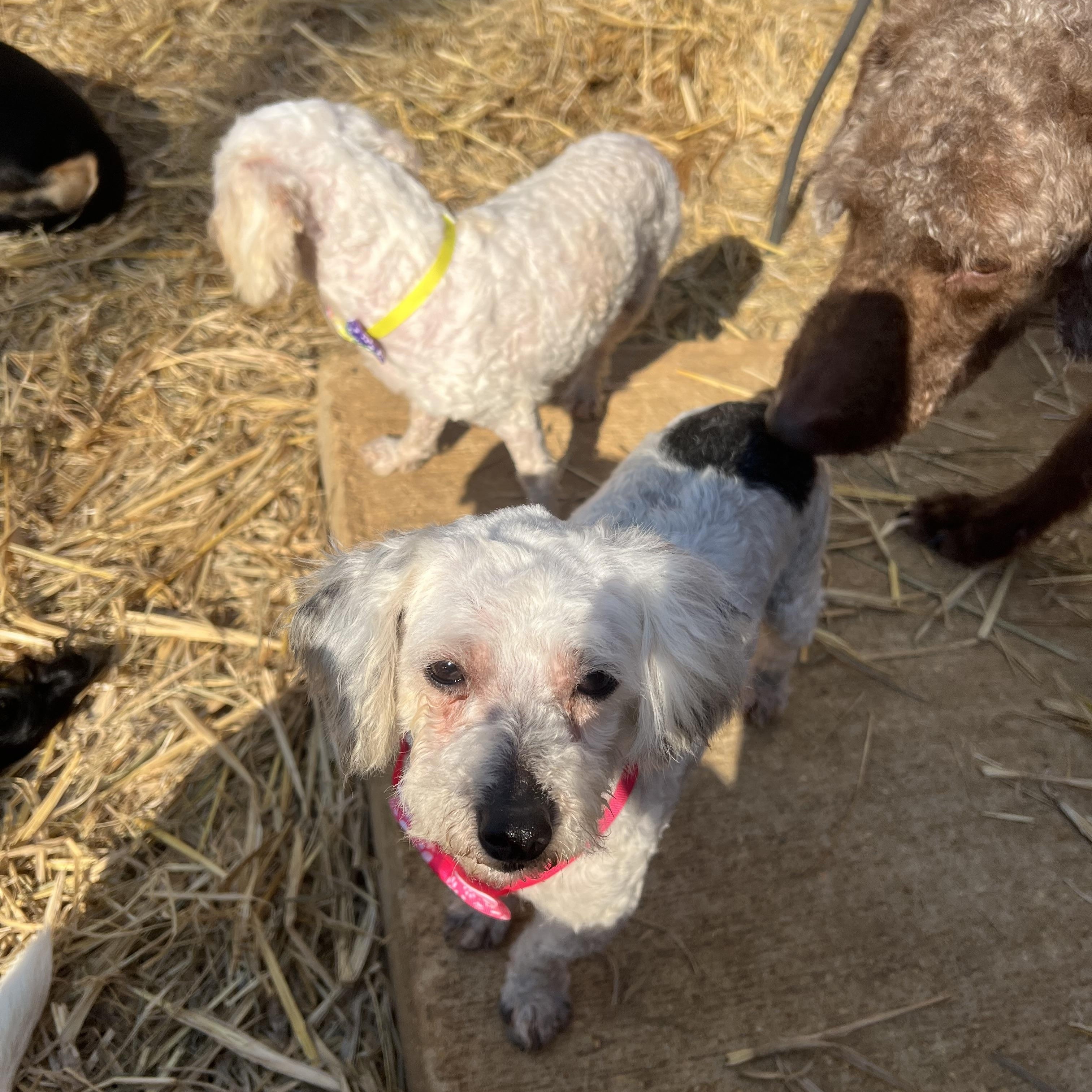 Lyric, a ADOPTABLE Miniature Poodle in Myrtle, MS image 2/4