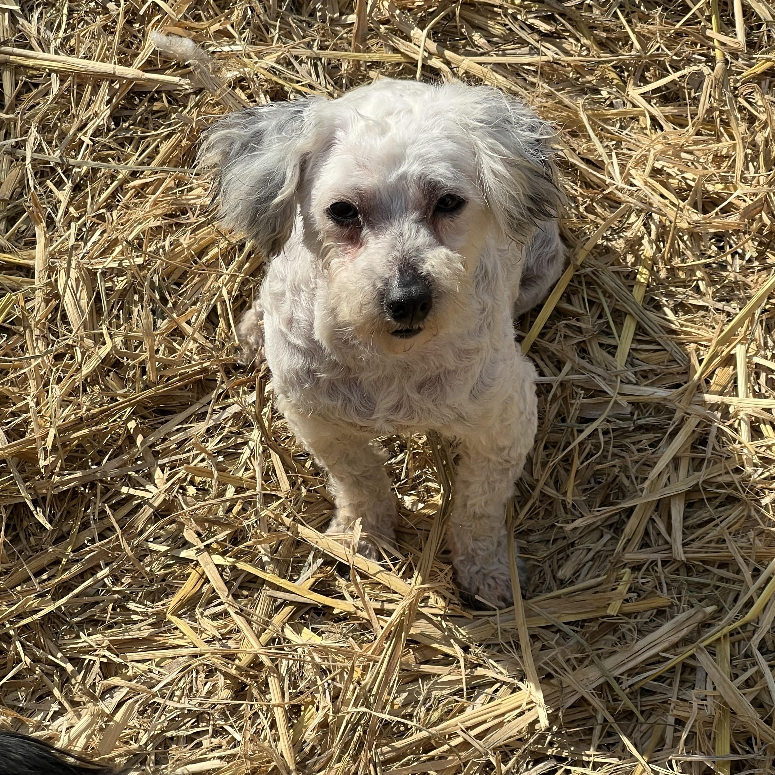 Lyric, a ADOPTABLE Miniature Poodle in Myrtle, MS image 1/4
