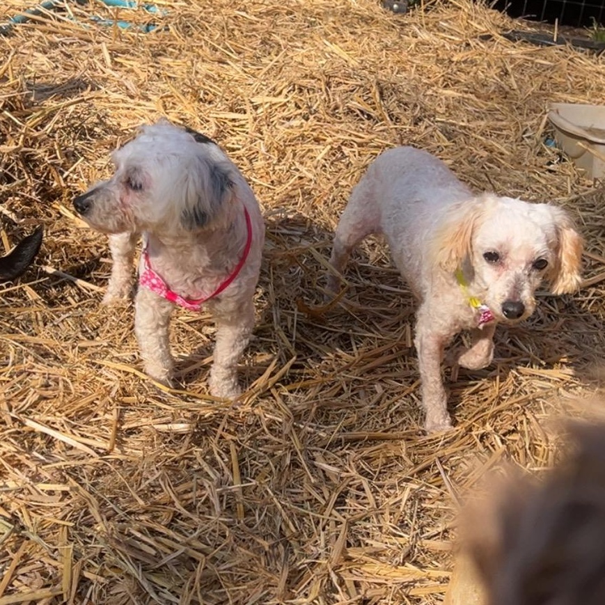 Lyric, a ADOPTABLE Miniature Poodle in Myrtle, MS image 3/4