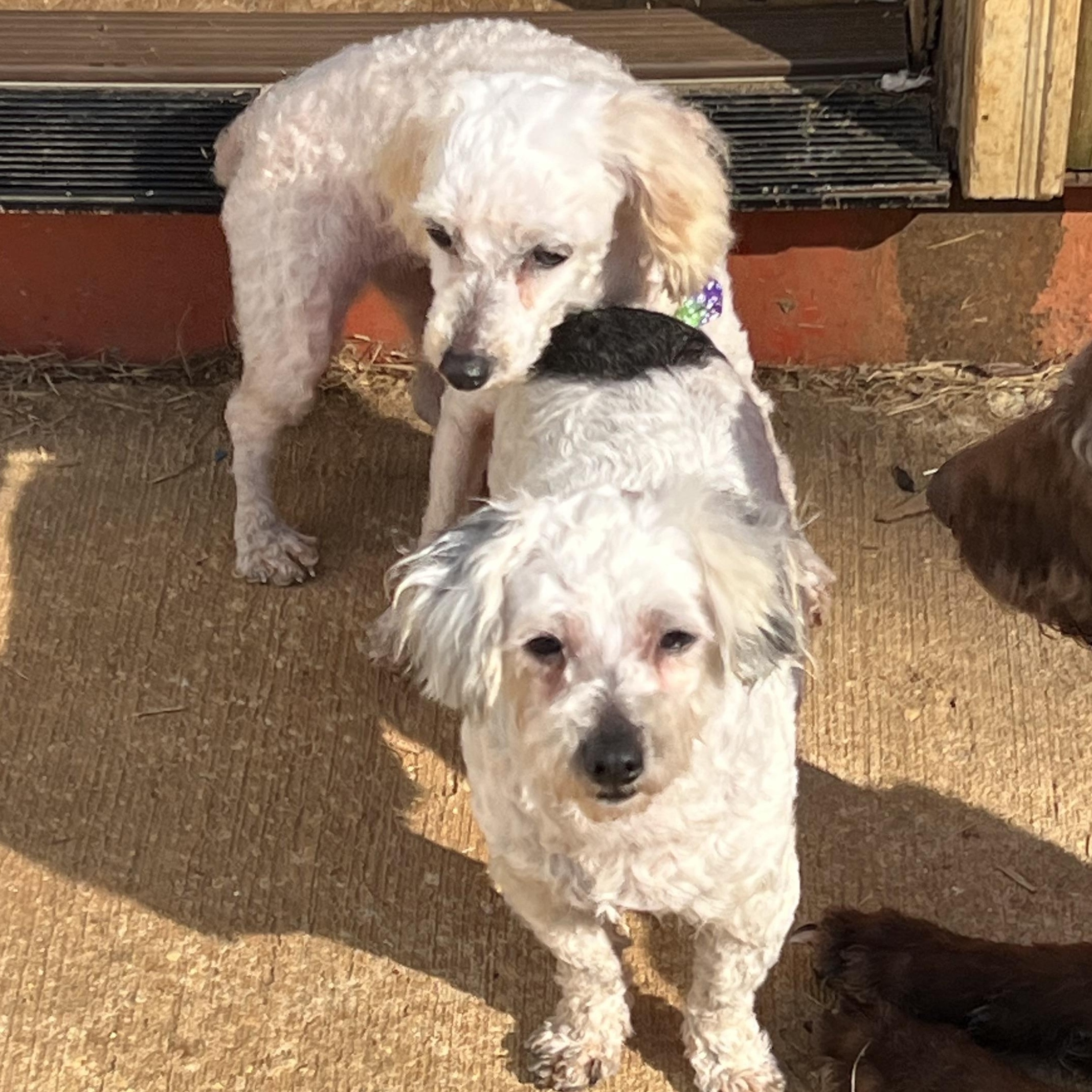Lyric, a ADOPTABLE Miniature Poodle in Myrtle, MS image 4/4