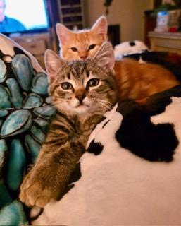 Enlarge Cher, an adopted Domestic Short Hair in Noble, OK image 1/4