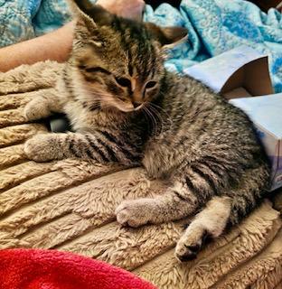 Enlarge Cher, an adopted Domestic Short Hair in Noble, OK image 4/4