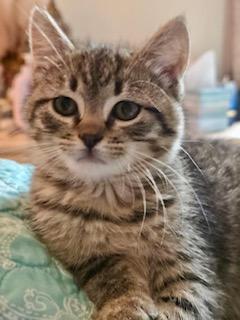 Enlarge Cher, an adopted Domestic Short Hair in Noble, OK image 3/4