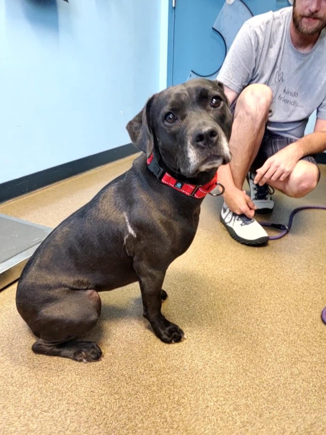 Obe, an adoptable Pit Bull Terrier in Hutchinson, MN, 55350 | Photo Image 1
