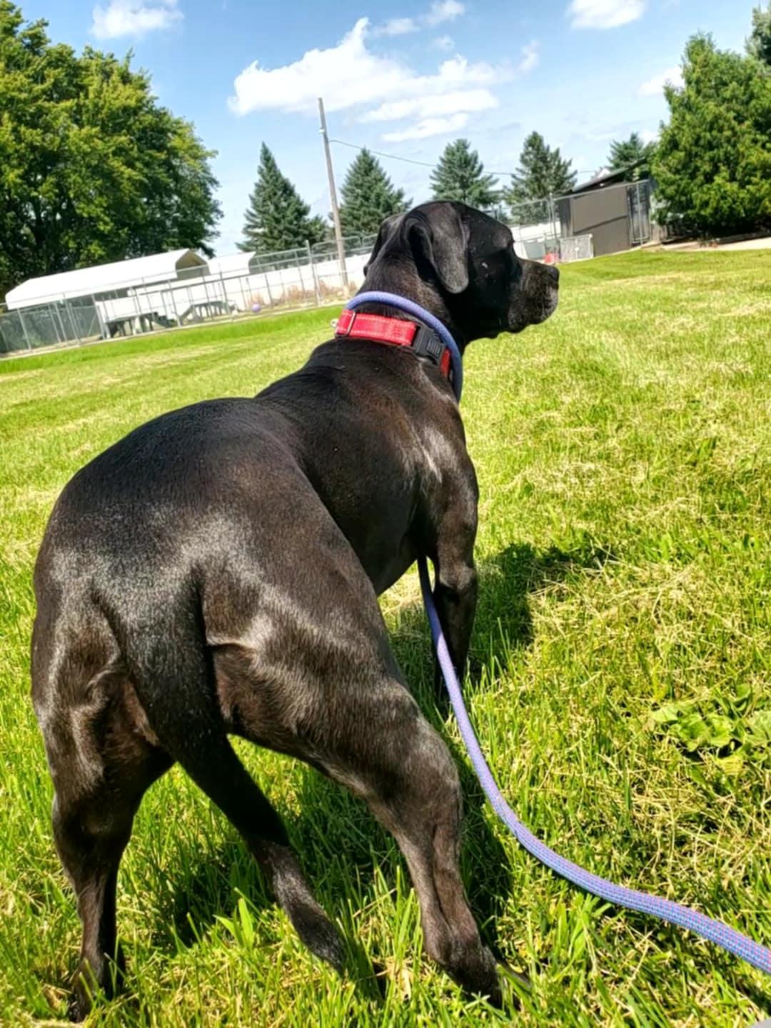 Obe, an adoptable Pit Bull Terrier in Hutchinson, MN, 55350 | Photo Image 5