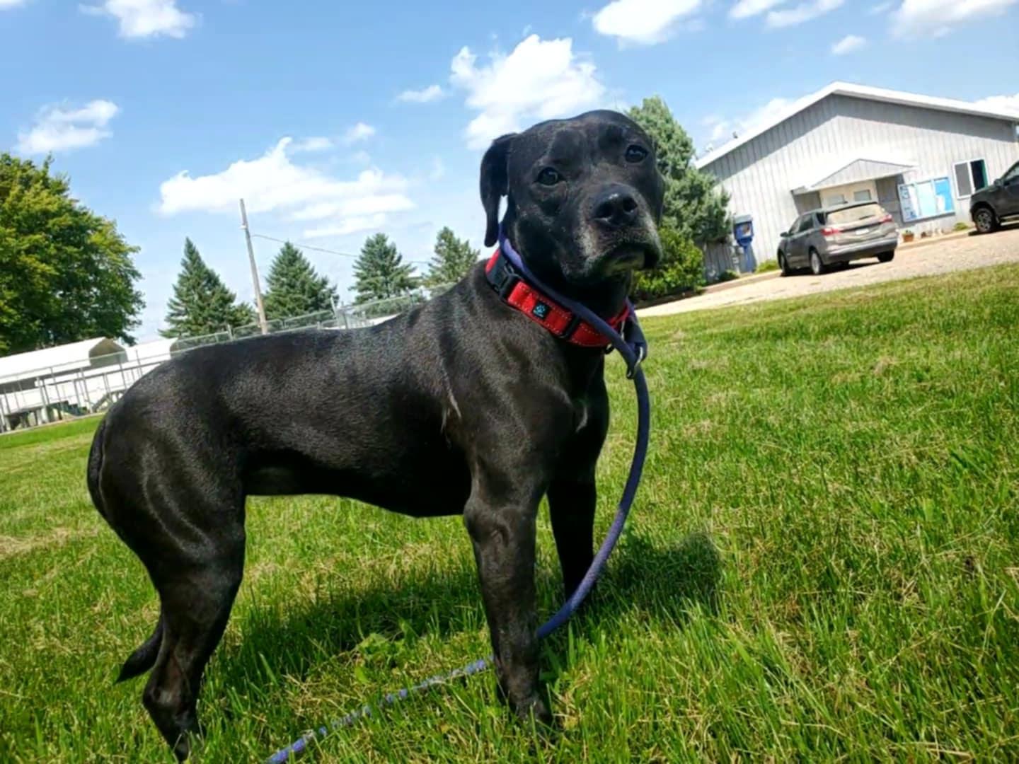 Obe, an adoptable Pit Bull Terrier in Hutchinson, MN, 55350 | Photo Image 2