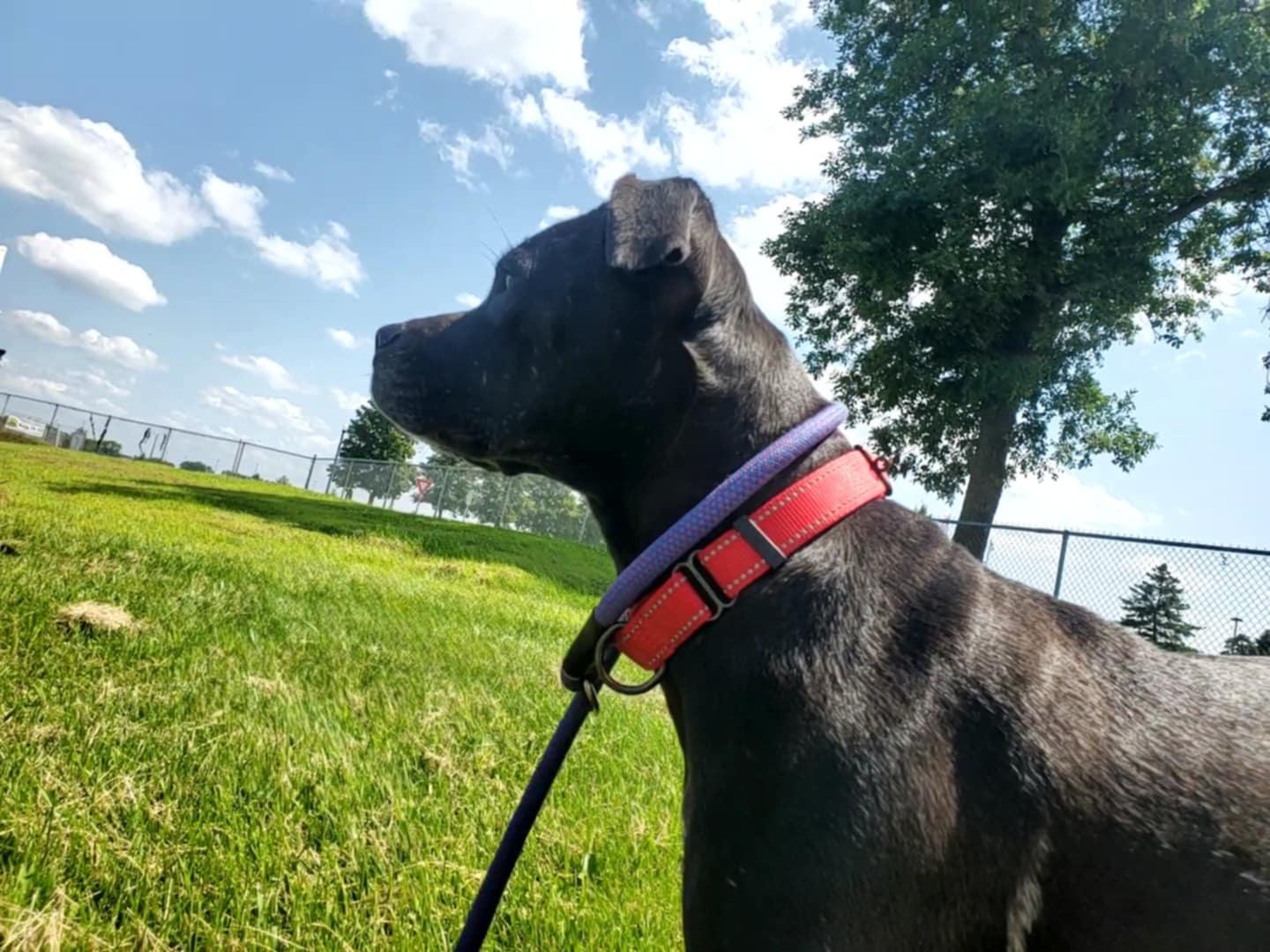 Obe, an adoptable Pit Bull Terrier in Hutchinson, MN, 55350 | Photo Image 4