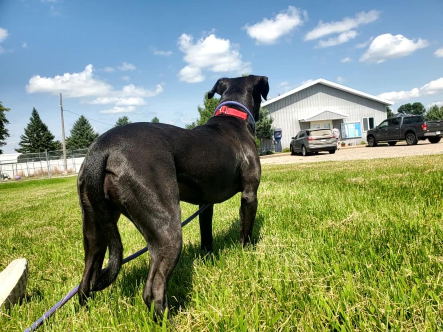 Obe, an adoptable Pit Bull Terrier in Hutchinson, MN, 55350 | Photo Image 3