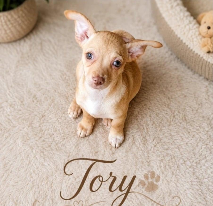 Tory, Adoptable, Puppy Female Chihuahua & Terrier.
