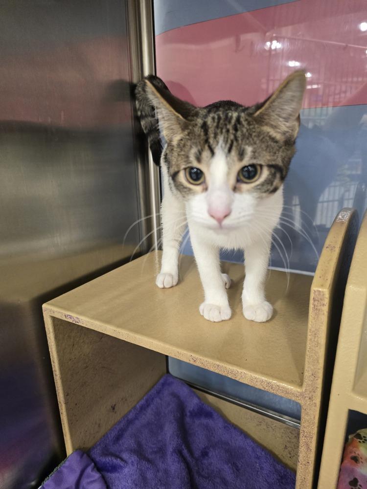 Enlarge Leopard   K 437, a Adoptable Domestic Short Hair in Metamora, IL image 1/1