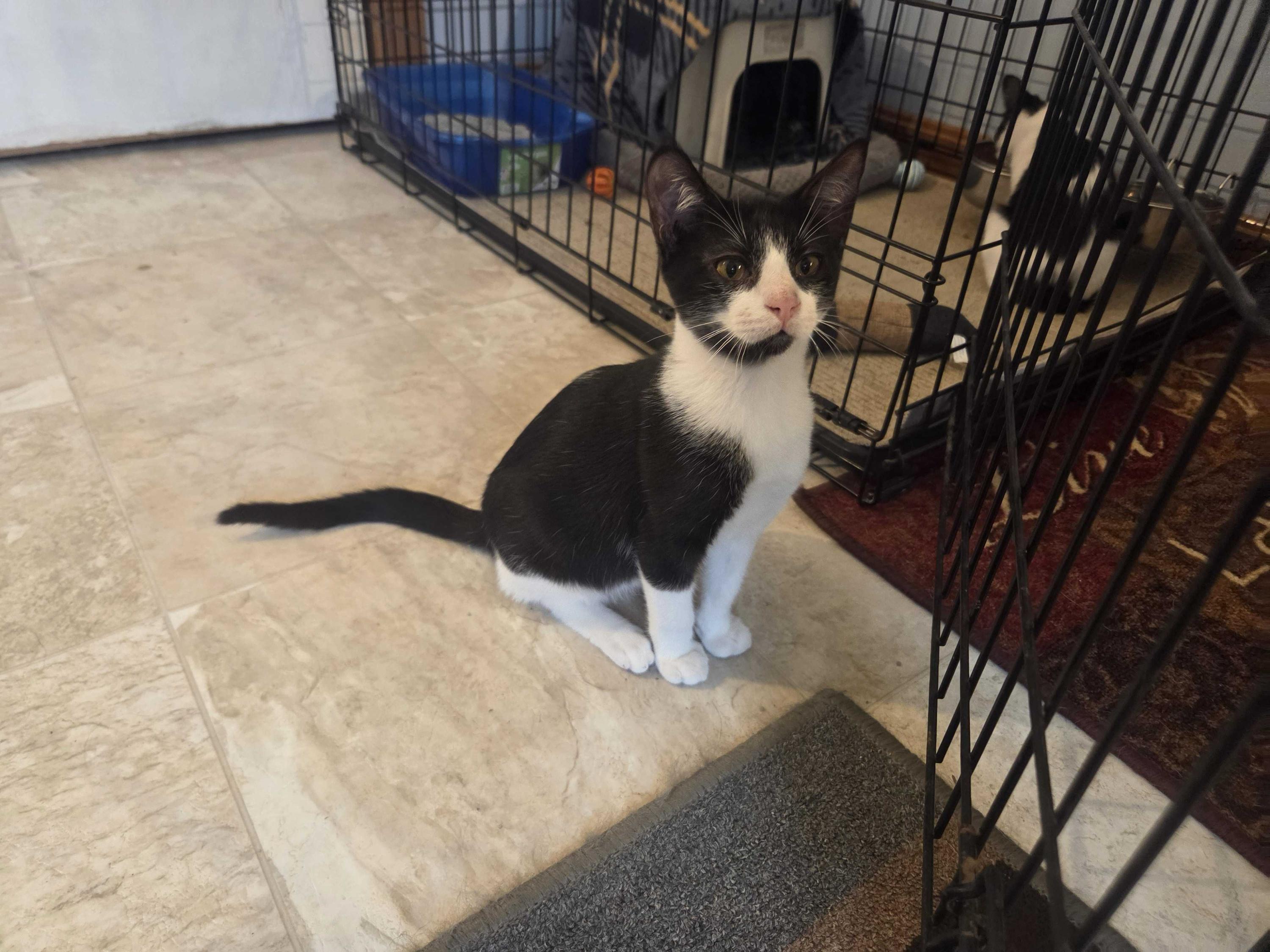 Brisket, Adoptable, Kitten Male Domestic Short Hair.