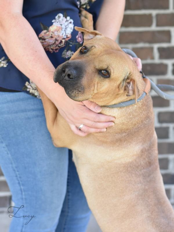 Lucy 2, a Adoptable mixed breed in Brewster , NY image 1/6