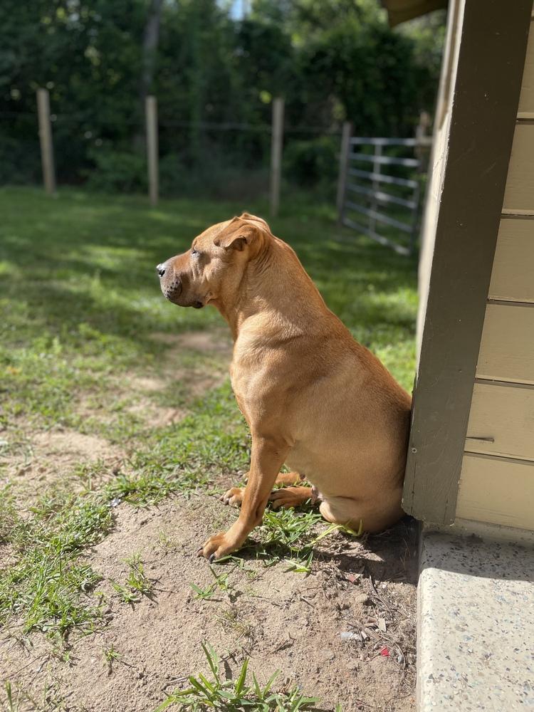 Lucy 2 — thumbnail 3