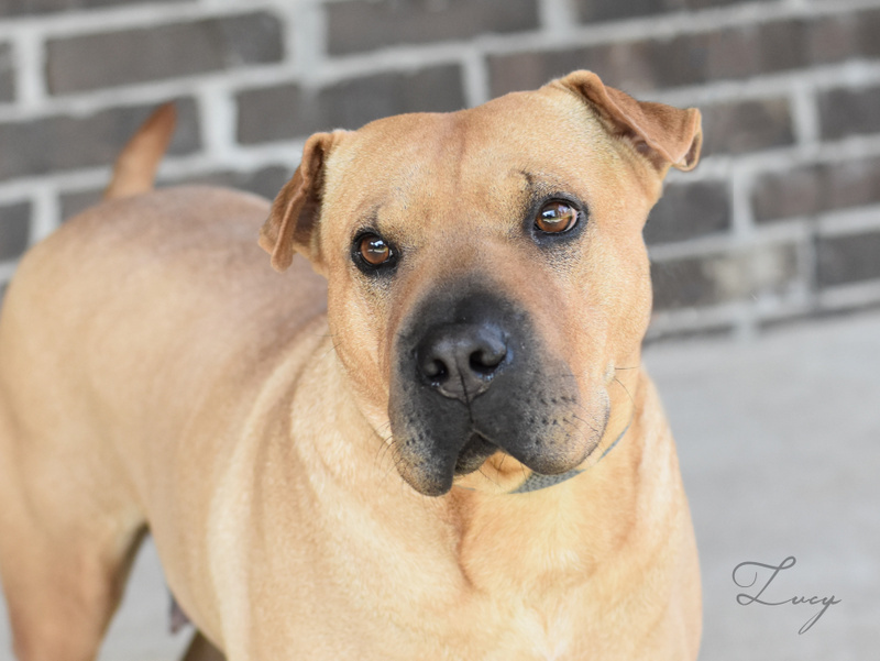 Lucy 2, an adoptable Shar-Pei in Brewster , NY, 10509 | Photo Image 4