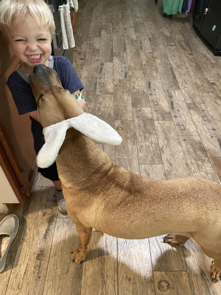 Lucy 2, a Adoptable mixed breed in Brewster , NY image 6/6